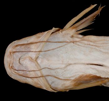 Media type: image; Ichthyology 7518